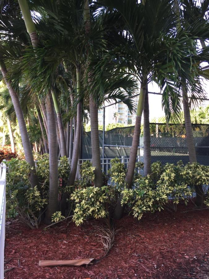Apartament Disfruta Sunny Isles Ocean 1206 Str-02816 Miami Beach Zewnętrze zdjęcie